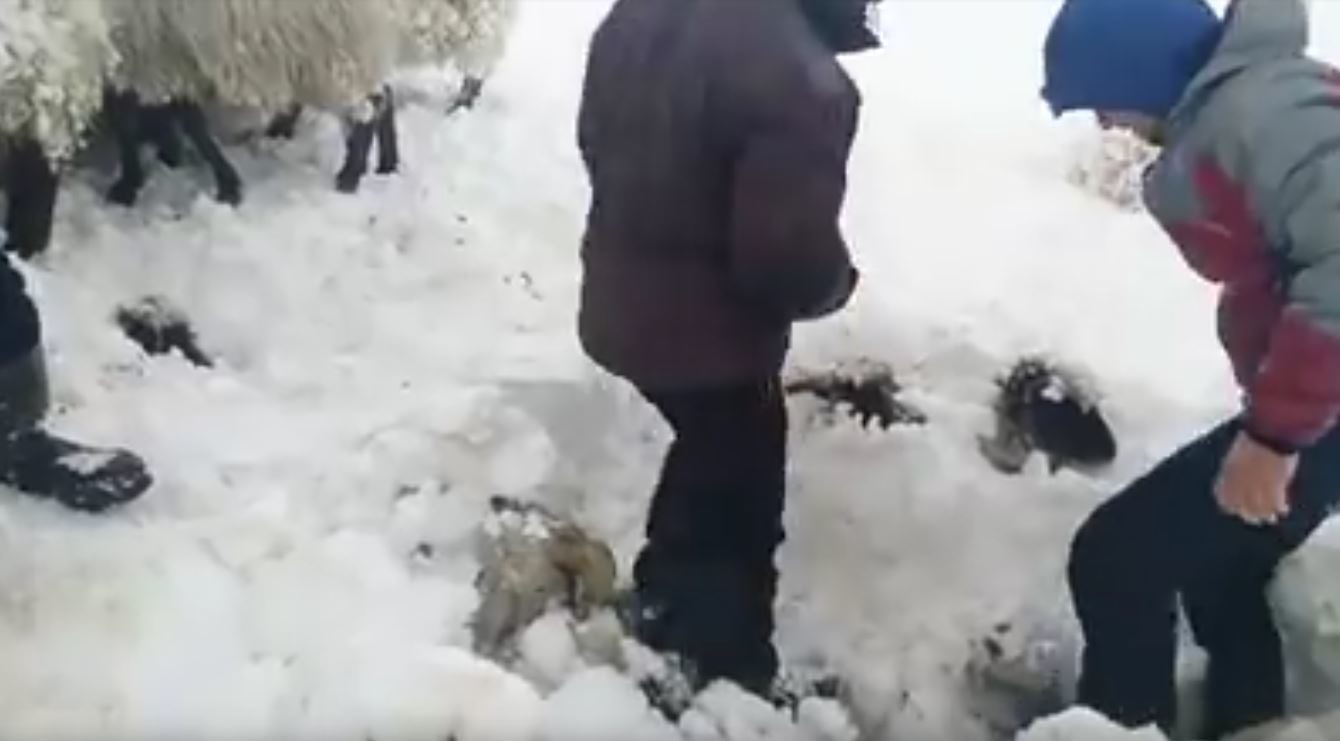 Captura de video