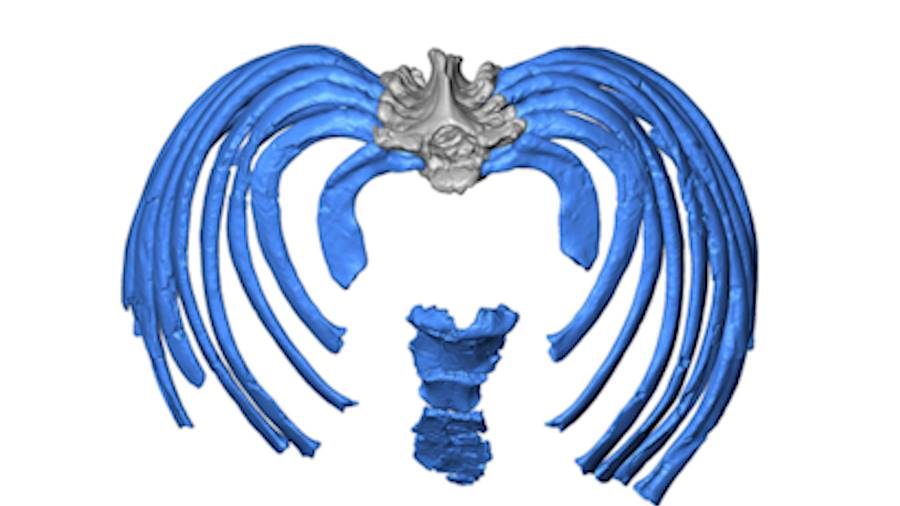 Click to enlarge neanderthal ribcage reconstruction