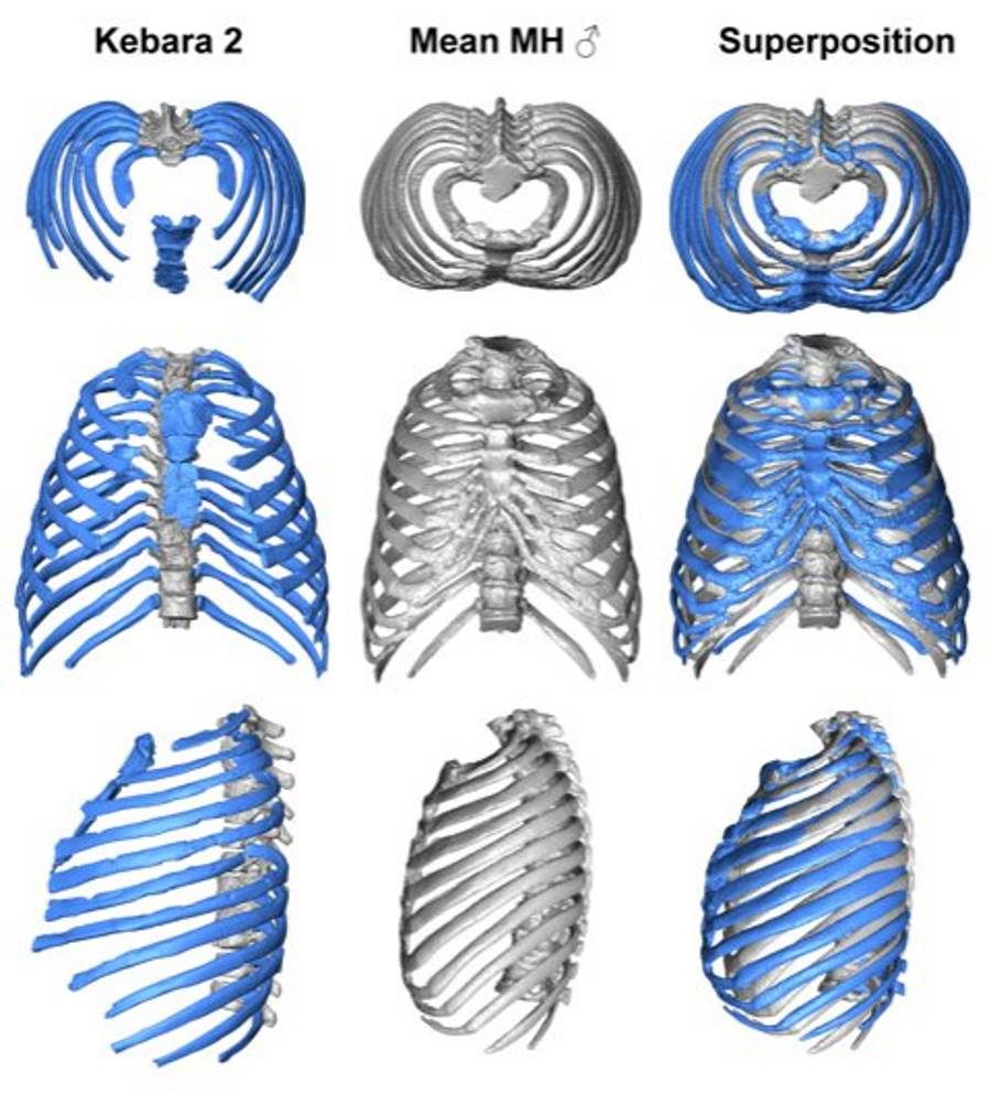 Click to enlarge neanderthal ribcage comparison