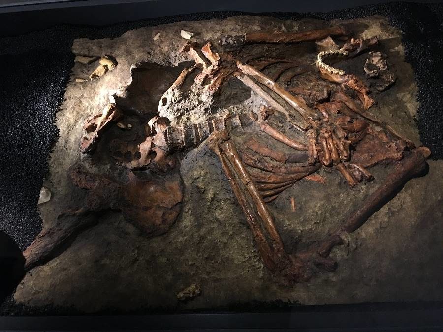 kebara neanderthal skeleton fossil
