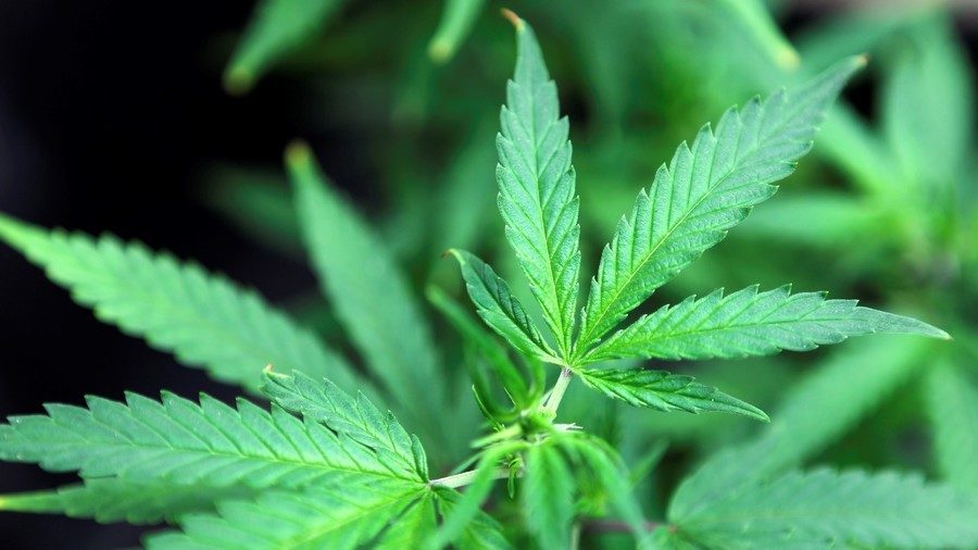 Click to enlarge cannabis