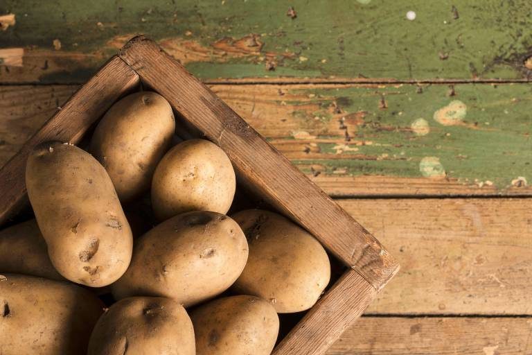 gmo potatoe