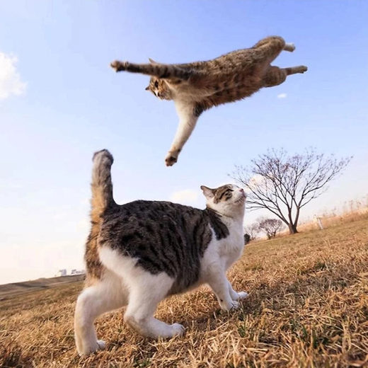 Click to enlarge Antigravity cat