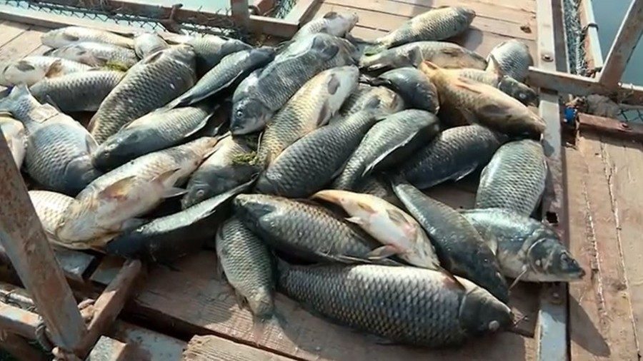 Fish kill Bagdad Iraq