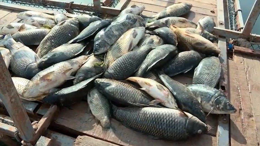Click to enlarge Fish kill Bagdad Iraq