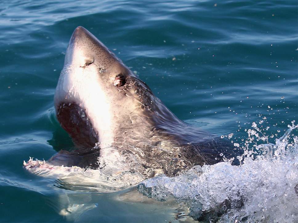 The Great Barrier Reef Marine Park is home to