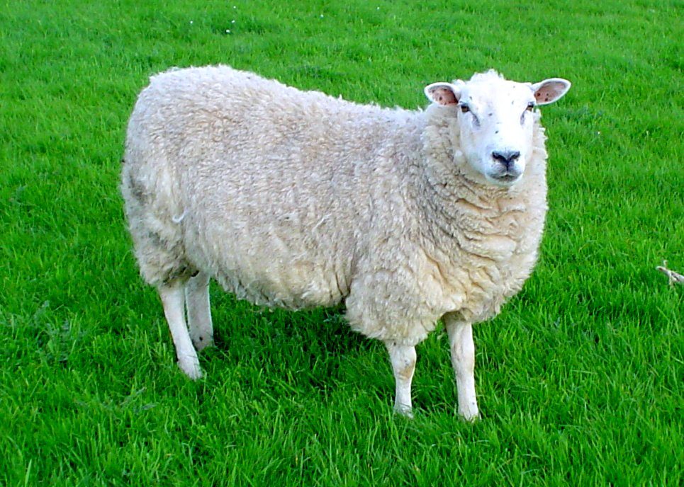 sheep