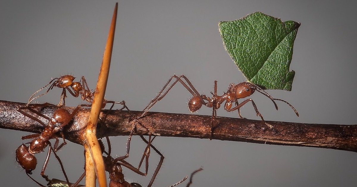 Click to enlarge Leafcutter ants