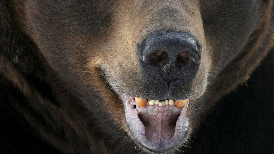bear