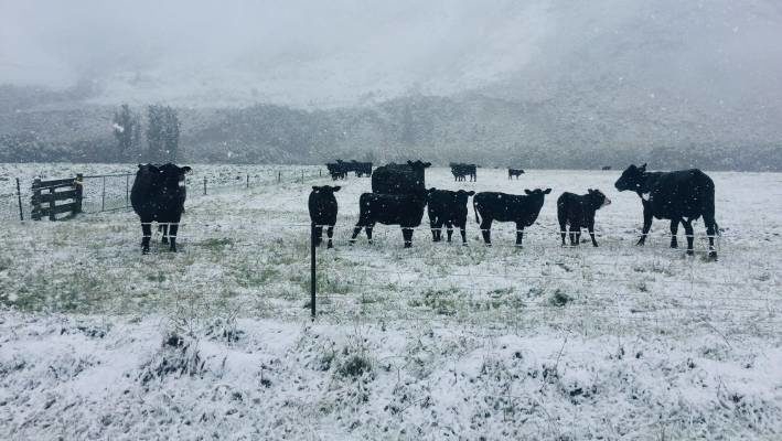 Cattle in a snow-covered paddock near Albury, west of Timaru.