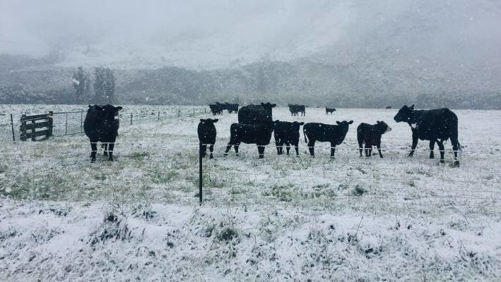 Click to enlarge Cattle in a snow-covered paddock near Albury, west of Timaru.