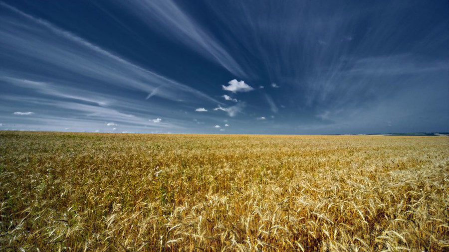 Click to enlarge grain field