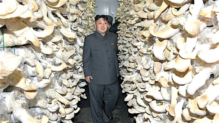 Kim/Shrooms