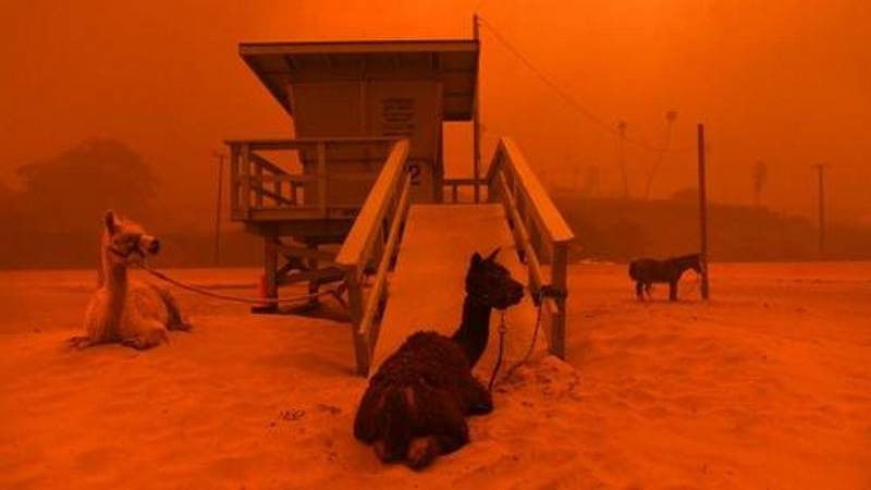 livestock california wildfires 2018