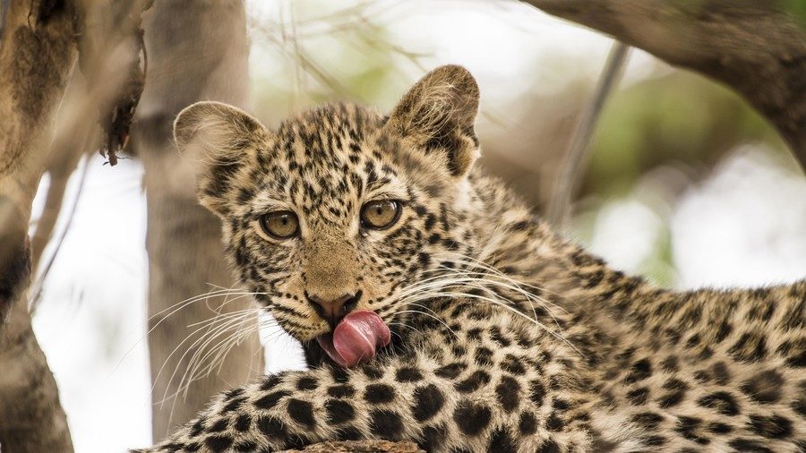 Leopard