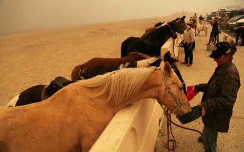 Click to enlarge california wildfires livestock evacuation