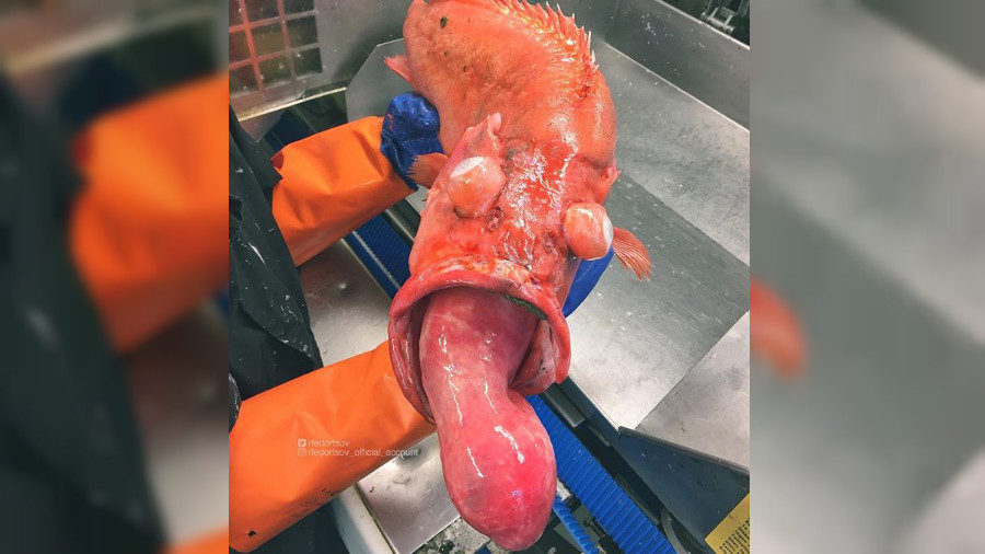 Roman Fedortsov strange fish
