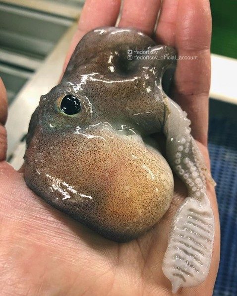 Click to enlarge Roman Fedortsov strange fish 2
