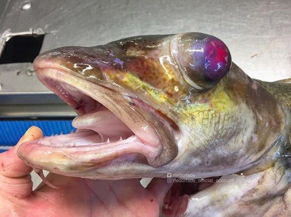 Click to enlarge Roman Fedortsov strange fish 4