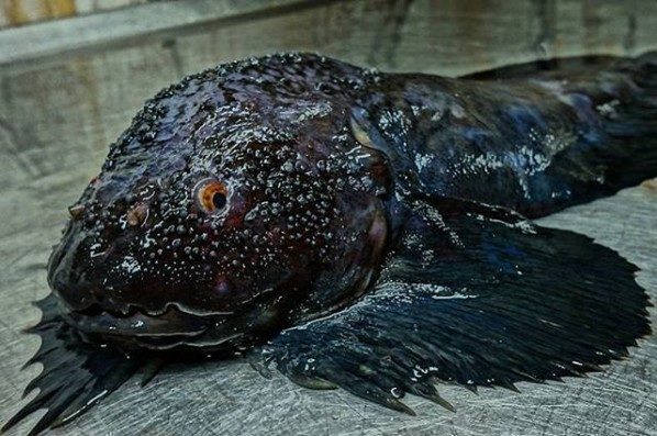 Click to enlarge Roman Fedortsov strange fish 6