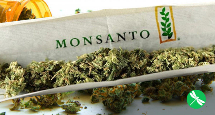 monsanto marijuana