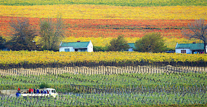 south africa fields