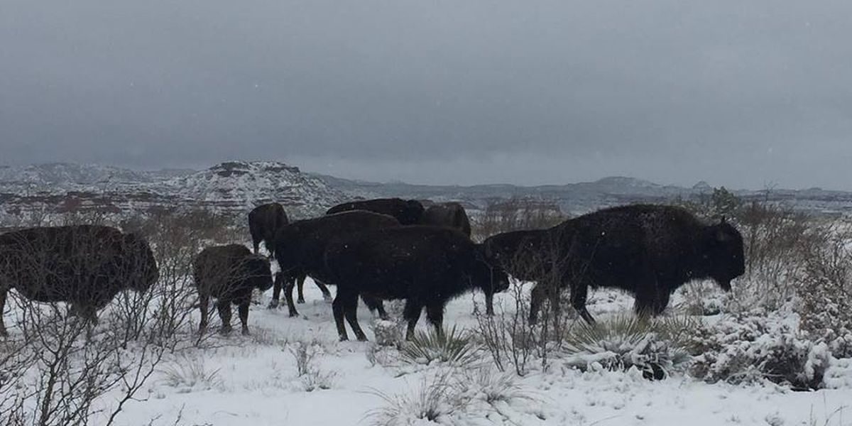 These beautiful images captured bison