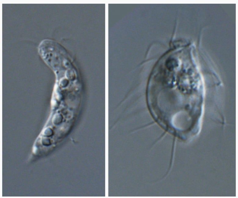 Click to enlarge hemimastigotes
