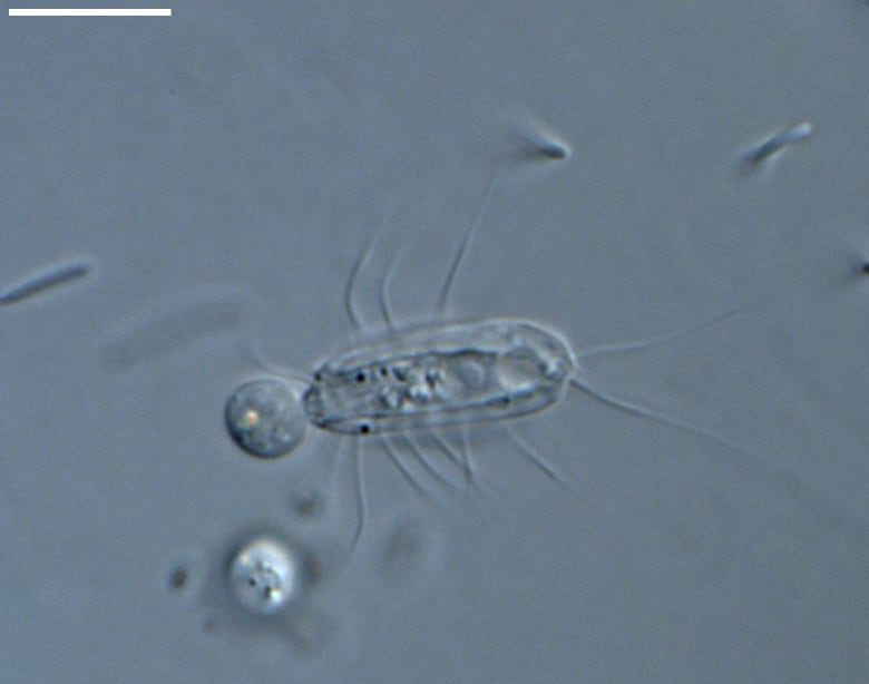 Click to enlarge Hemimastix