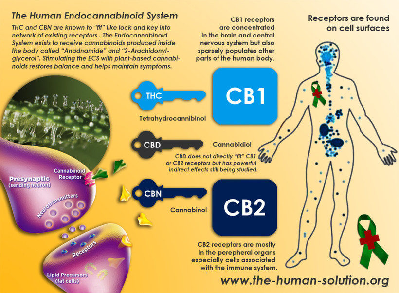 Click to enlarge Endocannabinoid system
