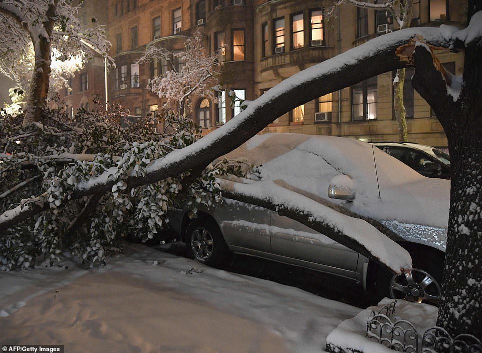 A tree collapsed on top of a parked car in Manhattan on November 15, 2018 in New York