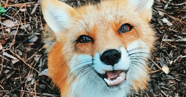 Friendly fox