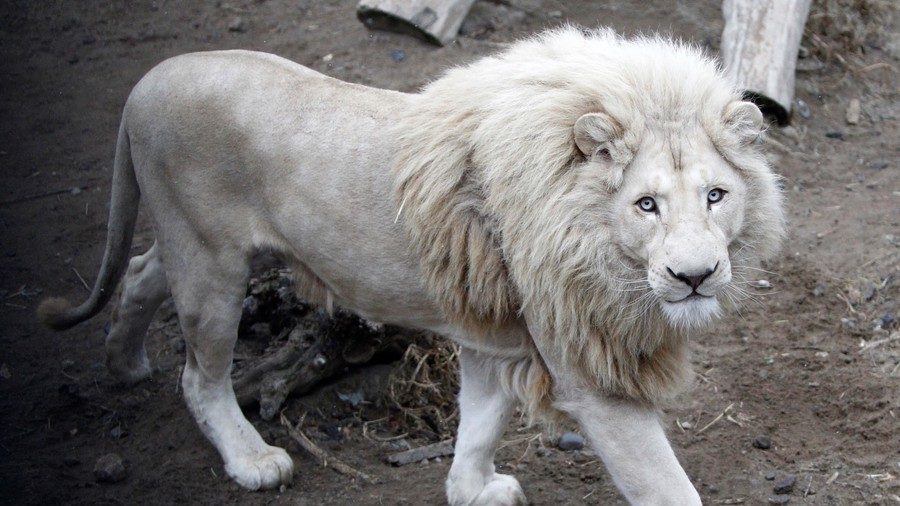 white lion figure