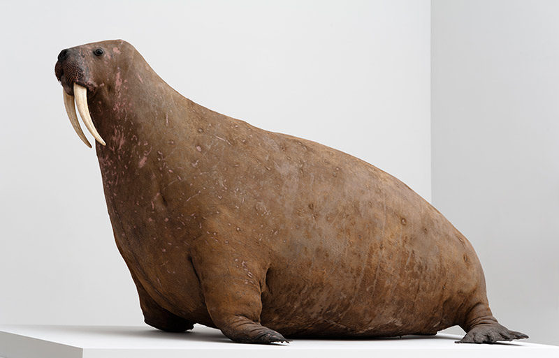 Walrus