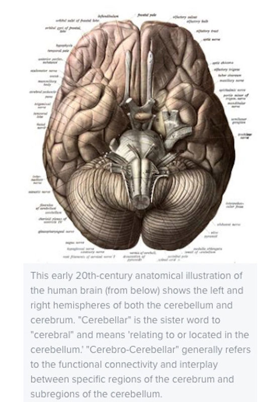 cerebellum