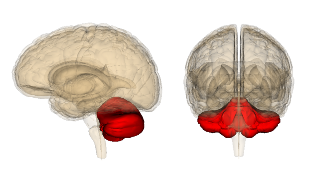 Click to enlarge little brain