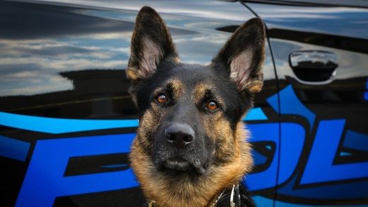 K9 dog officer Axe