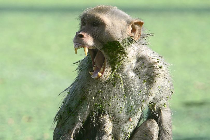 A woman has died after a monkey attack in Agra