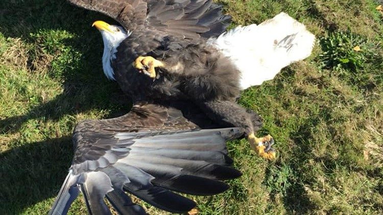 Mysterious mass bird deaths in Hills