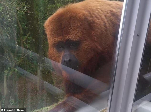 Return of the monkey: Video footage shows the same howler monkey returning to the flat a week after it broke in and attacked the toddler