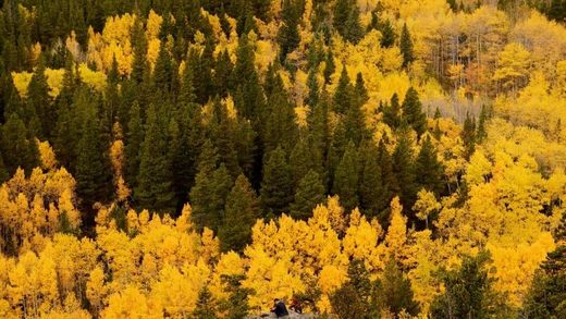Click to enlarge aspen trees forest canada