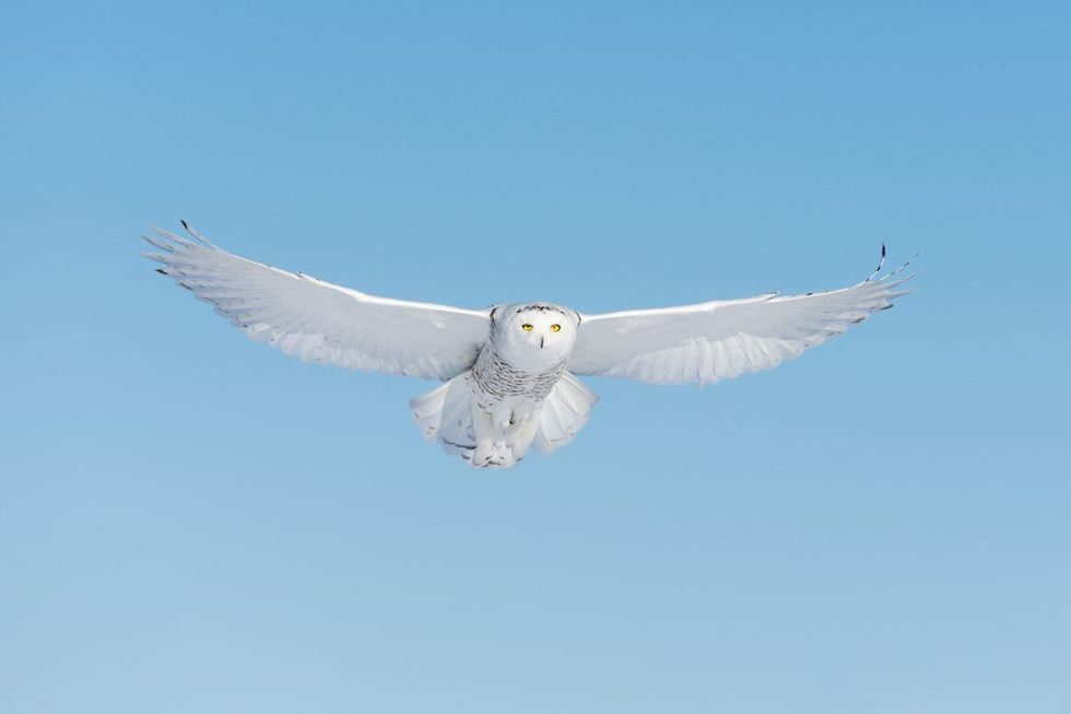 Snowy owl