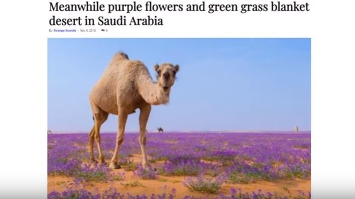 Saudi Arabia desert blooming