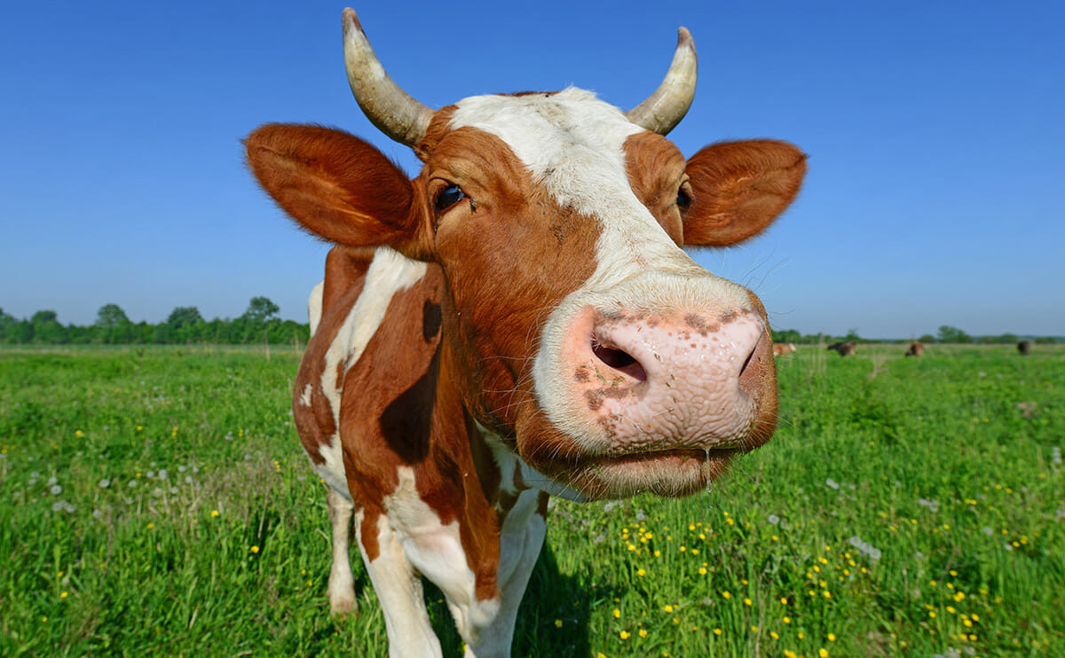 cow horns pasture
