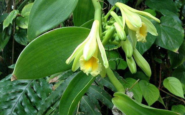 Click to enlarge Vanilla planifolia