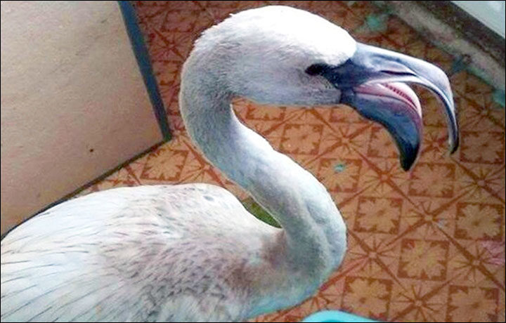 Click to enlarge The bird got so cold while flying over Kemerovo