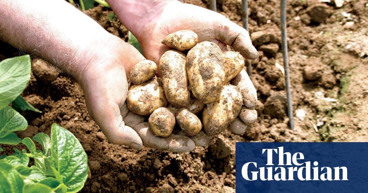spuds