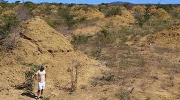 Termite mounds