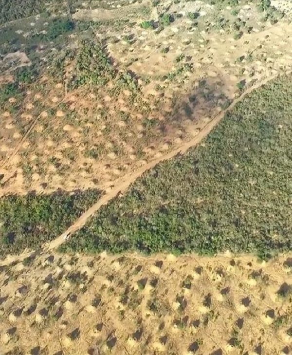Termite mounds