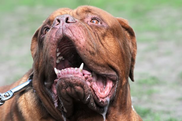 It is said the pair were killed by two large Bordeaux mastiffs (file picture)